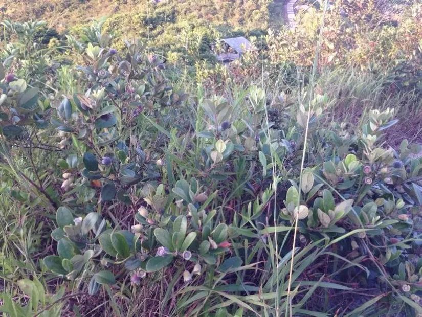 为了泳滩，遇上稔子和山日