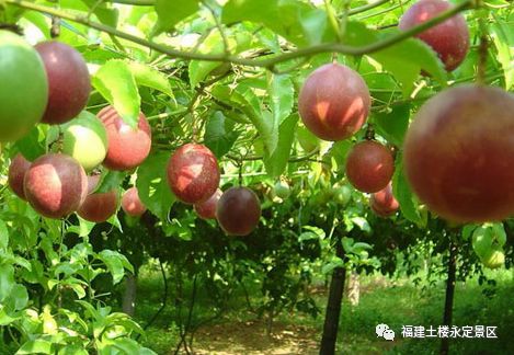 喜迎国庆醉美土楼|借问酒家何处有？拳王争霸风情街！我有酒，你有故事吗？