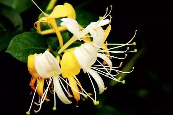 治痔疮最佳的偏方有效的痔疮膏,第一次得痔疮轻微的痔疮膏推荐