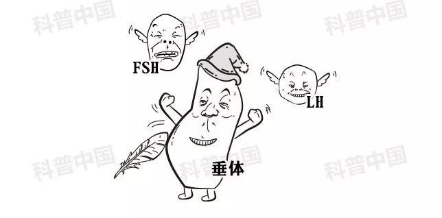 正经科普！避孕药在体内究竟经历了什么…