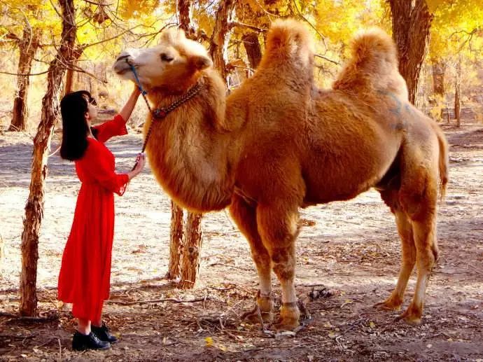 额济纳青年节旅游攻略,从巴彦淖尔市到额济纳旗旅游攻略