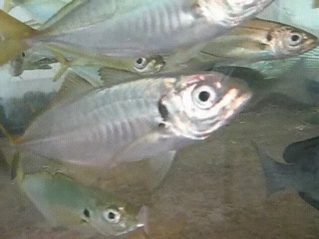 海鲜市场纯天然的7种鱼,水产市场什么鱼可以回家养