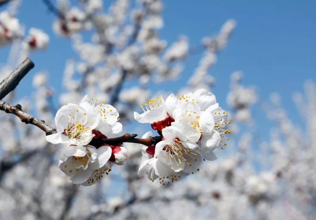 疫情下的38度朋友圈,微信朋友圈38条