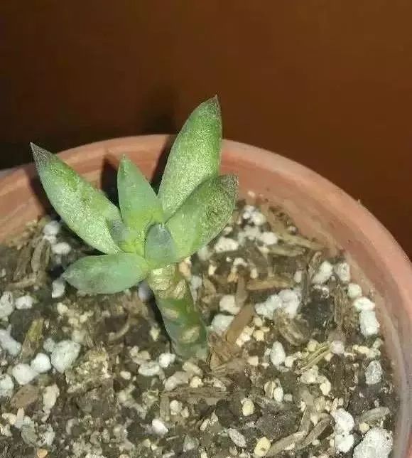 多肉煤烟病可以用酒精擦吗,多肉得过烟煤病土还可以用吗