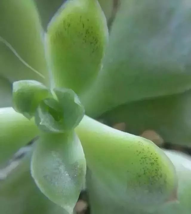 多肉煤烟病可以用酒精擦吗,多肉得过烟煤病土还可以用吗