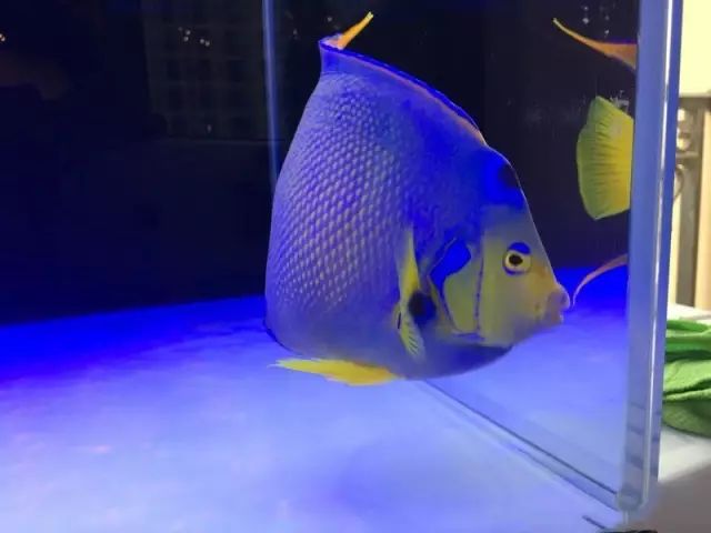 fot多大缸,fot高缸