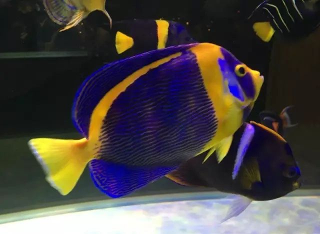 fot多大缸,fot高缸