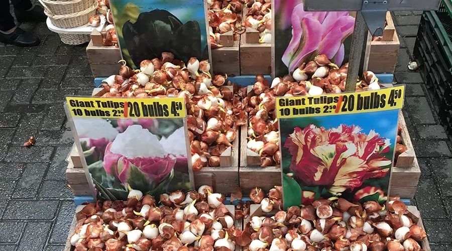 欧洲炒作郁金香,荷兰人炒作郁金香事件