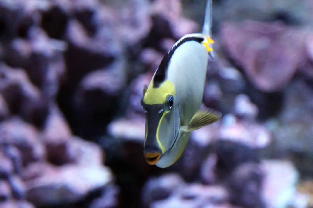 鱼撞脸的搞笑瞬间,鱼撞脸视频大全