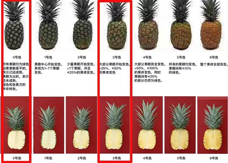 又香又甜的黄金凤梨，削了皮直接吃丨界界好物馆