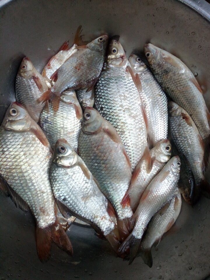 香喷喷豆豉鲮鱼隔壁小孩都馋哭