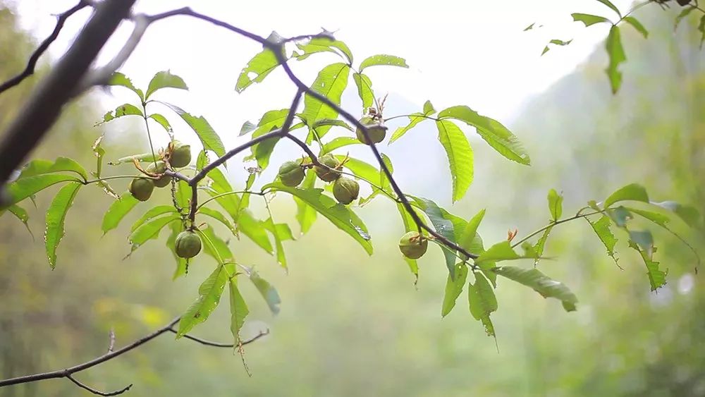 好好剥正宗临安山核桃,临安山核桃什么时候最好吃