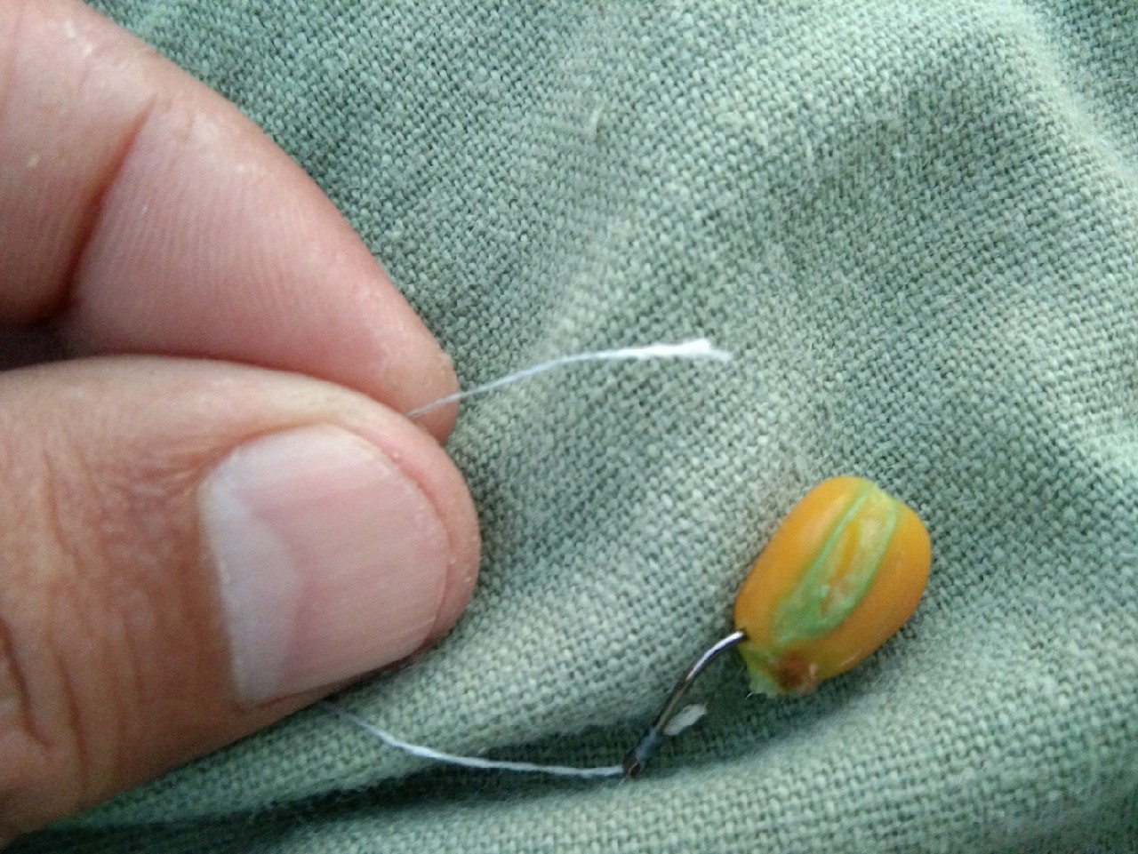 淡水白鲳秋天怎么钓,串钩钓淡水白鲳