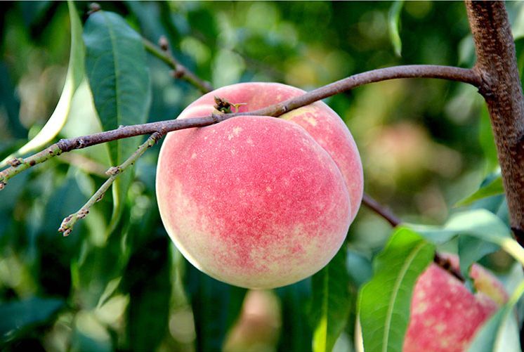 甜度远超桃子,打破吉尼斯纪录最甜的桃子