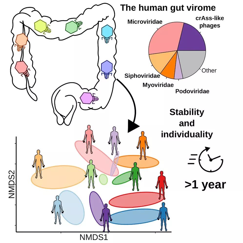 Gastroenterology封面：双歧杆菌可防治阿司匹林引起的溃疡；胶带测儿童湿疹|知几研究速递Vol.33