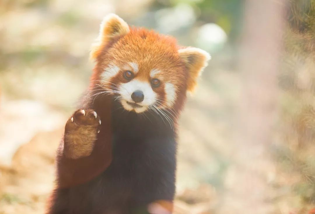 老鼠苍蝇蚊子蟑螂是人类的天敌吗,苍蝇蚊子蟑螂是保护动物吗