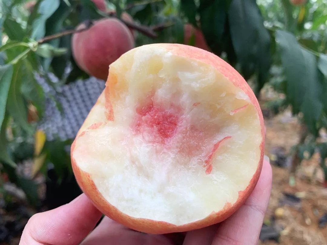 金秋红蜜正宗做法,金秋红蜜的特点