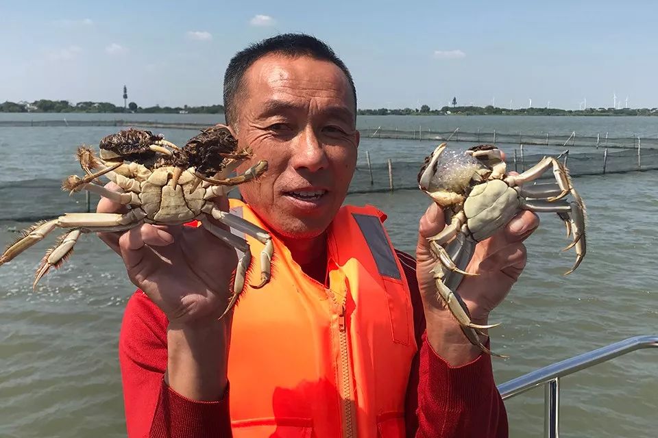 阳澄湖围网养殖,阳澄湖养螃蟹围网