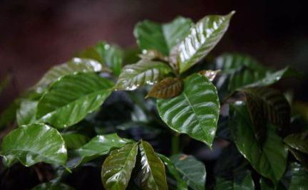 水洗肯尼亚,水洗肯尼亚冷萃咖啡