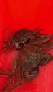 阳澄湖大闸蟹最佳吃蟹时间段,阳澄湖大闸蟹的最近品尝时间