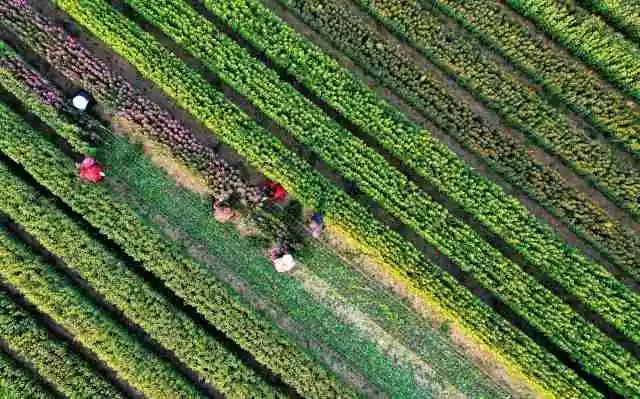 专版聚焦！《新华日报》这样点赞沭阳~