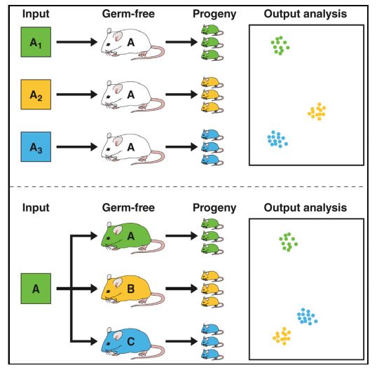 10月,33篇必读微生物研究:癌症、微生物药物、脑肠轴、皮肤-肠道轴、共生病毒、阴道微生物、菌群免疫互作、肠道黏液、粪菌移植