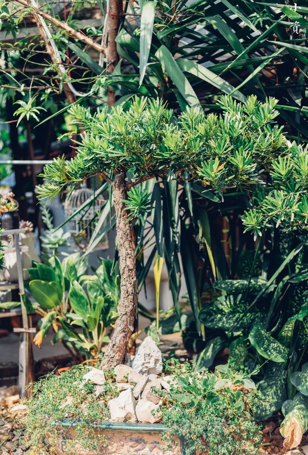 藏不住的美食挡不住的诱惑,藏不住的美食餐厅