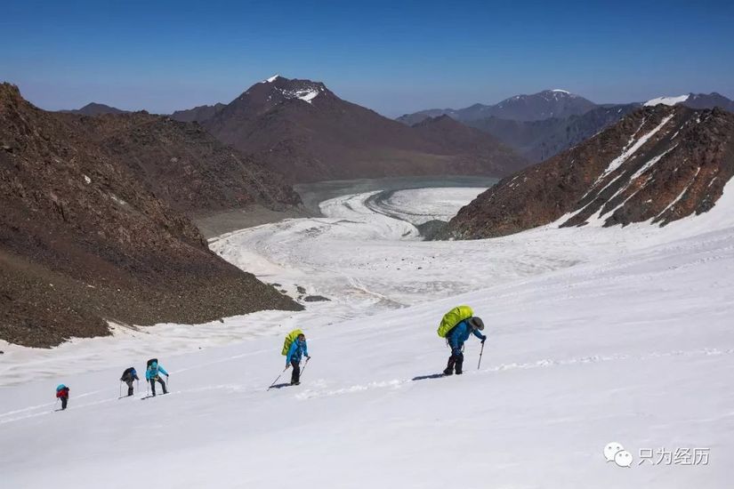 博格达雪莲,博格达天山雪莲