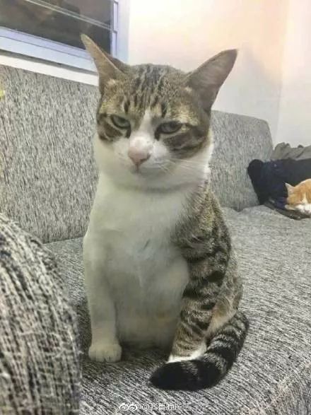 有没有后悔纹花臂,纹花臂对以后有什么影响