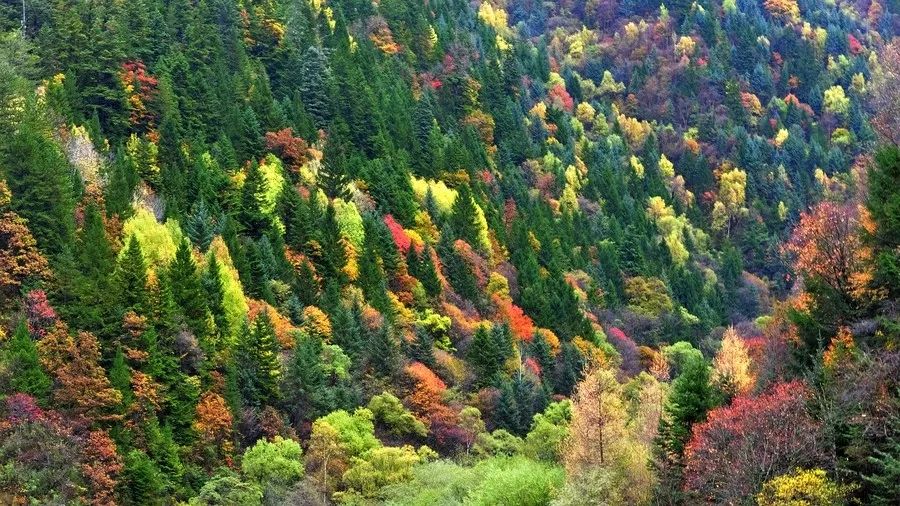 秋天的川西彩林,川西彩林最佳观赏地点