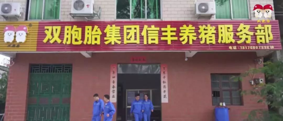贵州双胞胎养猪加盟联系方式,双胞胎公司加农户养猪