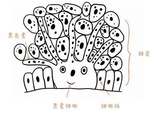 山东孕妇爆料吃黑心酱油孩子变黑,有人说孕妇吃酱油小孩皮肤黑