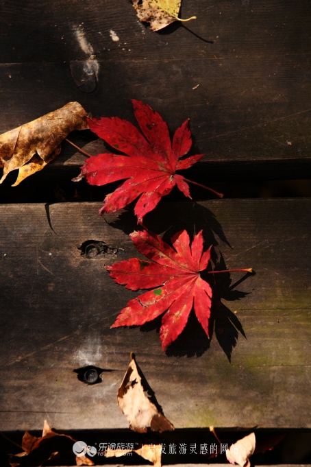 落英缤纷的是叶子还是凄美？