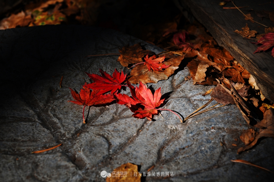 落英缤纷指的是哪个季节,落英缤纷是美景吗