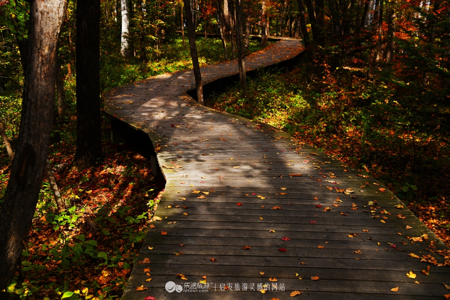 落英缤纷的是叶子还是凄美？