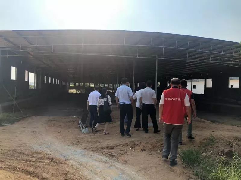 各地保险出新招：养户仅出20%资金即可复产，“观察猪”、饲料价格都能投保了