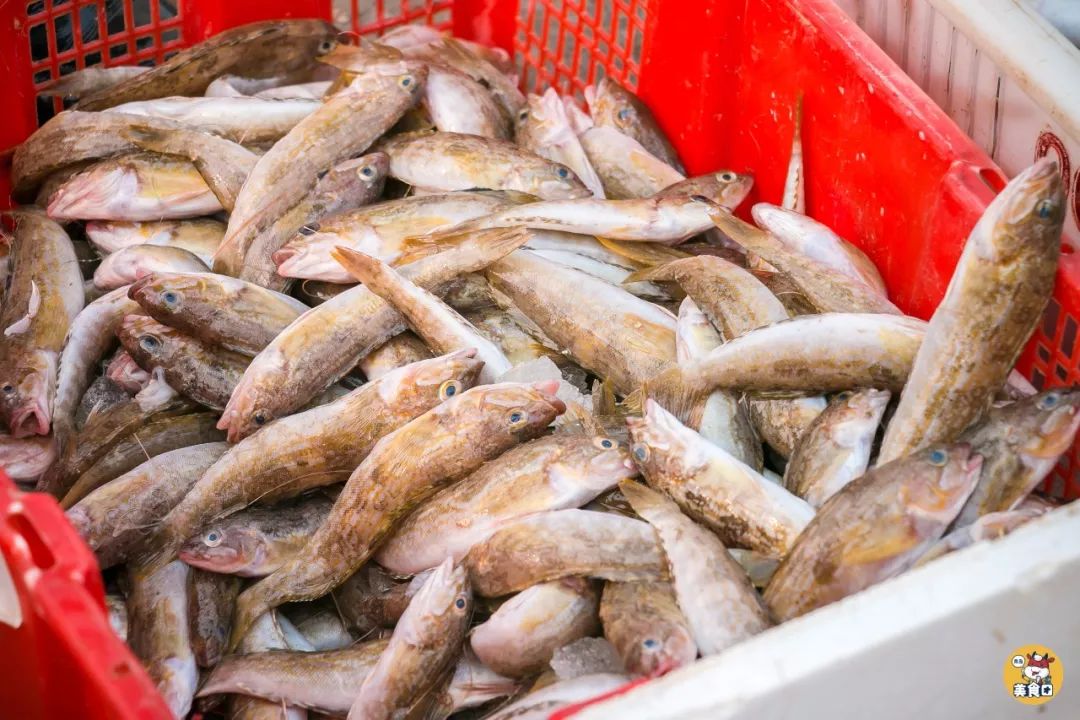 小港码头有蛏子吗,小港码头吃海鲜俱乐部电话