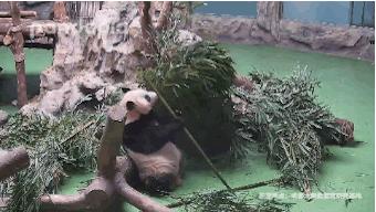 假扮大熊猫招聘,招聘熊猫演员