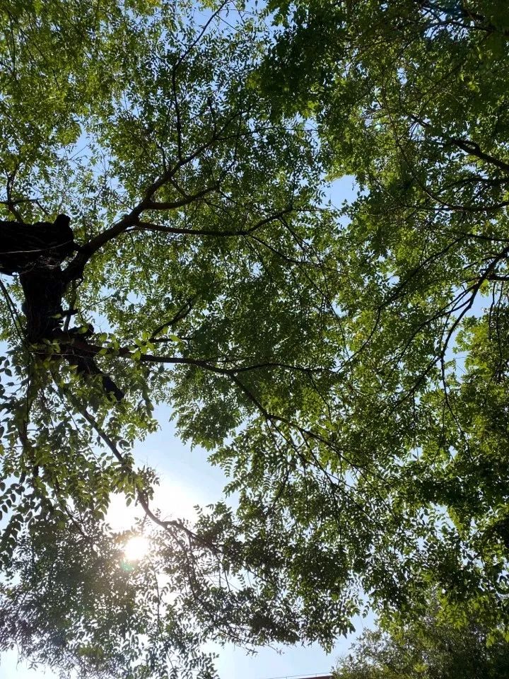 桂林特产野生果,广西桂林冬天山上的野果