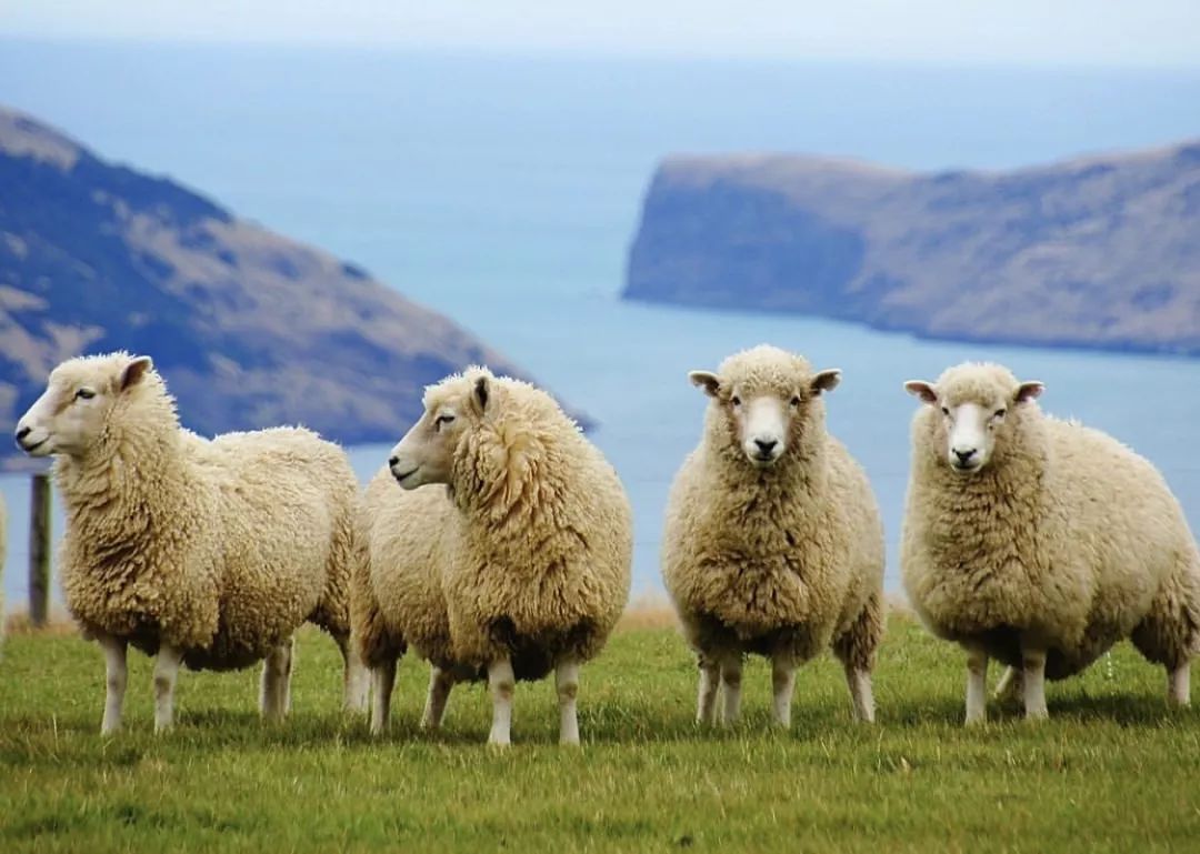 指环王美剧开拍,剧版指环王美景