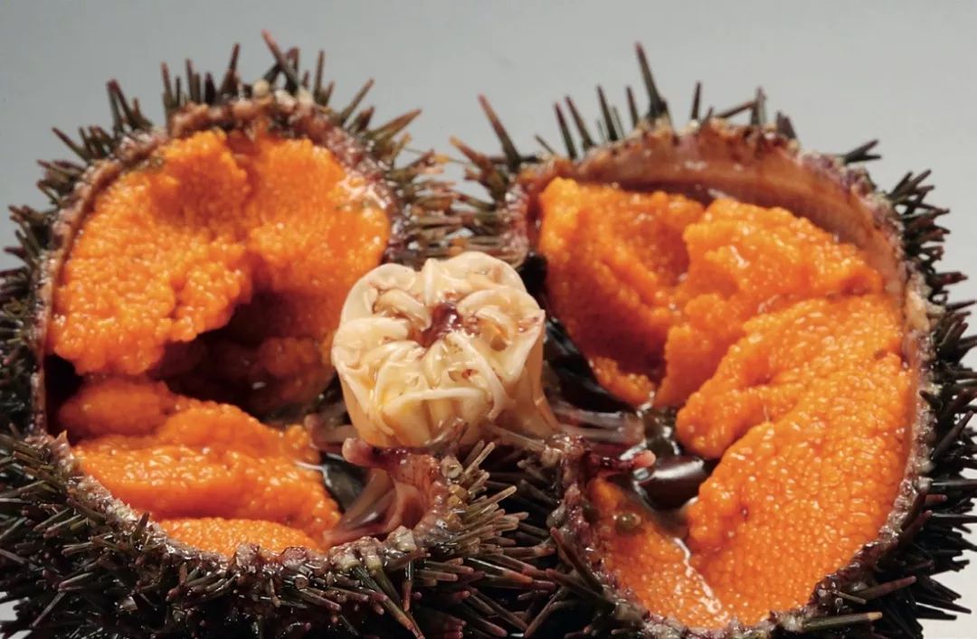 为什么海胆走路要“屁股”朝天