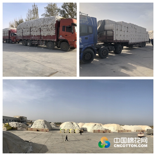 阿克苏棉花籽棉产量及价格,今日棉花价格新疆尉犁县