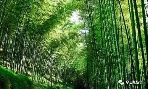 下个月，这场赛事将在永安举行！吃住行攻略附上