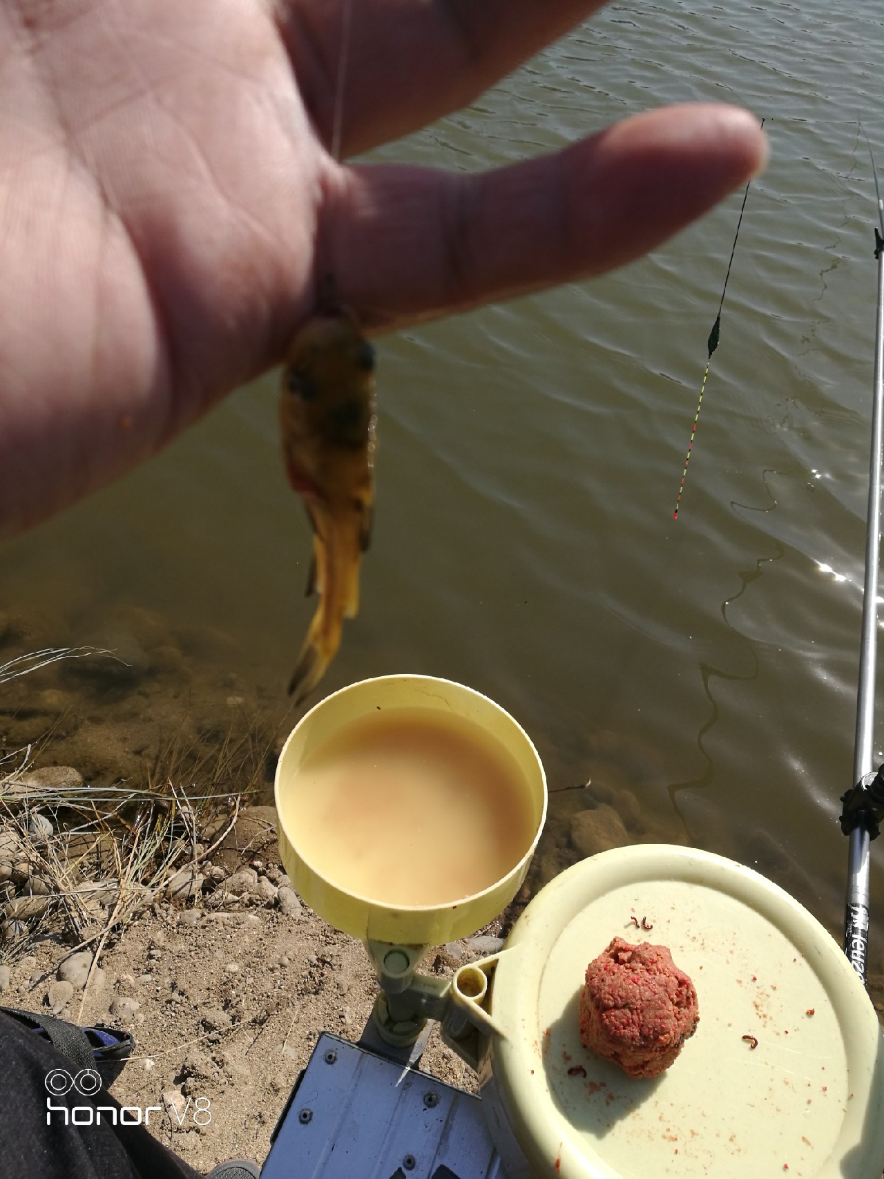 初春野河钓小杂鱼,野钓避杂鱼