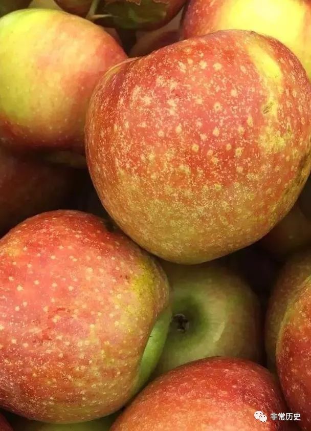 万圣节不给糖就捣蛋英文版,不给糖就捣蛋万圣节神曲