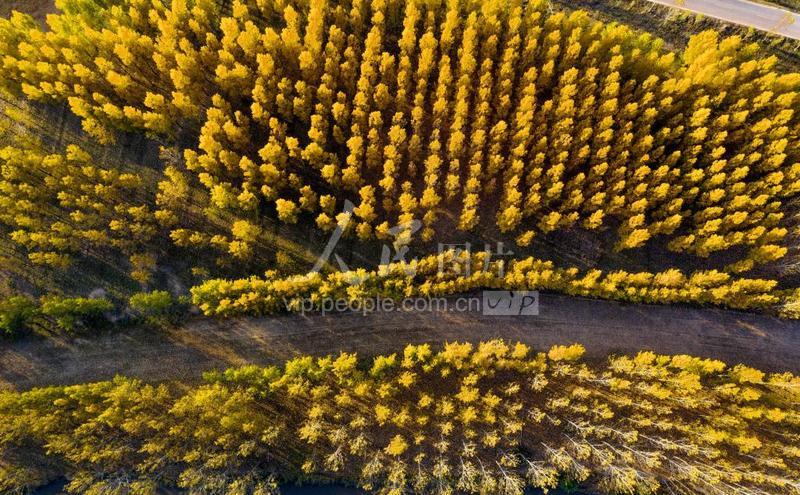 山西万荣汾河碧波,汾河岸边秋色美
