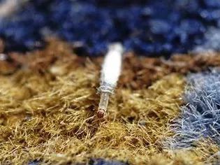 比蟑螂还恶心的的小虫子，专啃衣服，赶紧看看你家有没有！