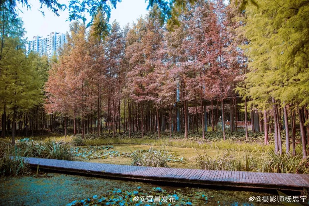 贺龙杯参赛名单,贺龙杯运动会