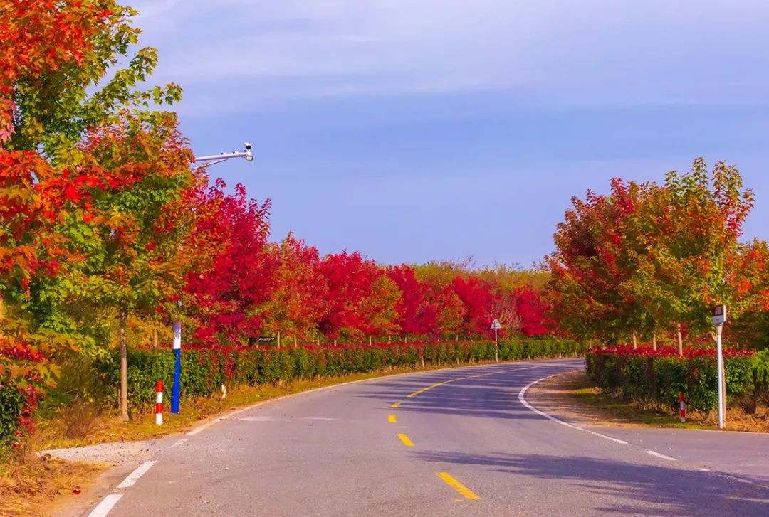 天呐！被南京这些路圈粉！