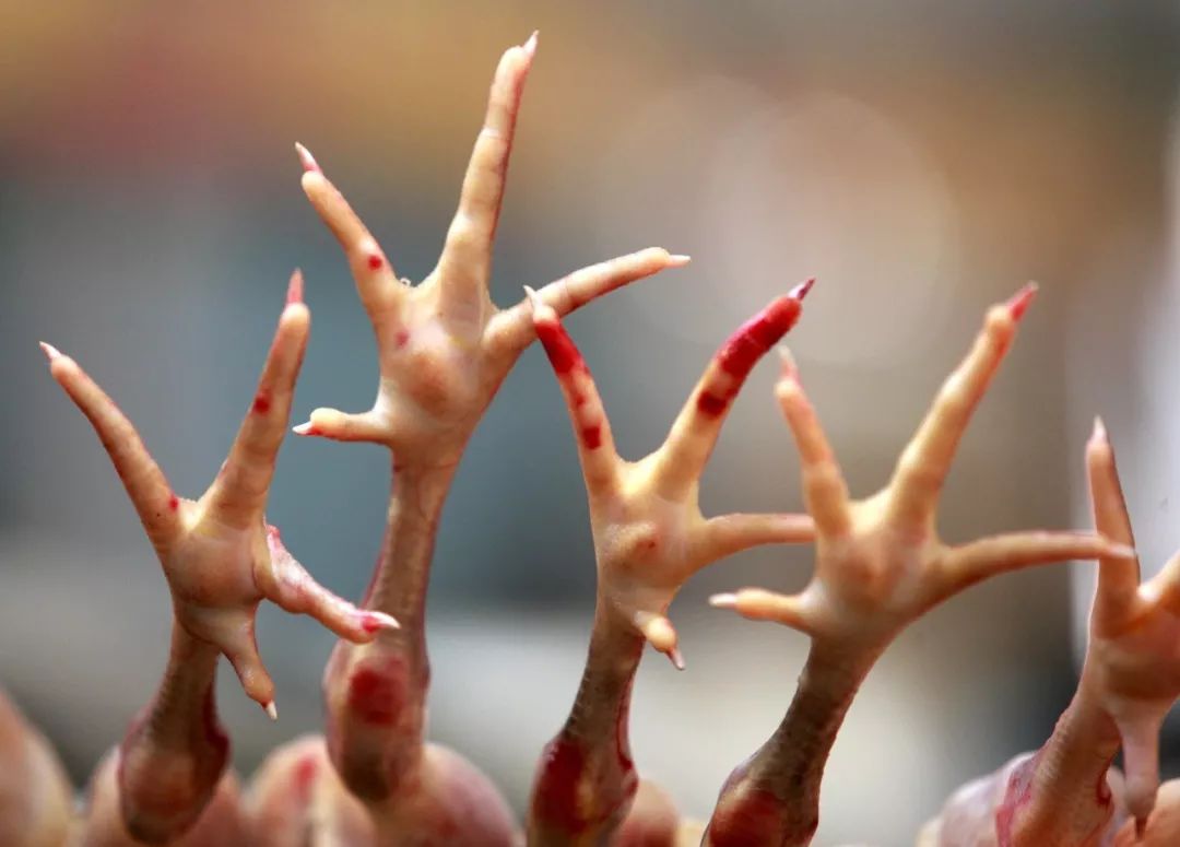 中国人最爱的脚，只有鸡jio